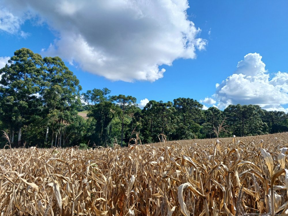 Rural - Venda - Linha Batistela - Erechim - RS